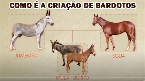 cruzamento de cavalo com jumenta nasce o que|Conheça o Bardoto: animal híbrido de cavalo e jumenta